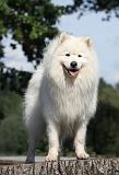 SAMOYEDE 093